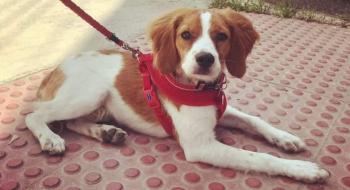 Keeva, Bretonischer Spaniel