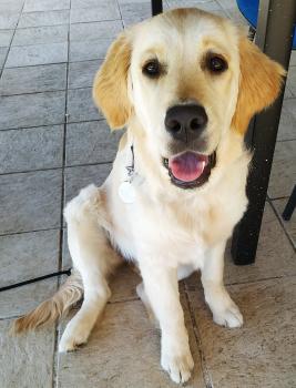 Omiko, Golden Retriever