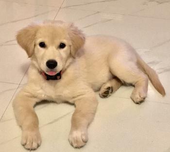 Kiara, Golden Retriever