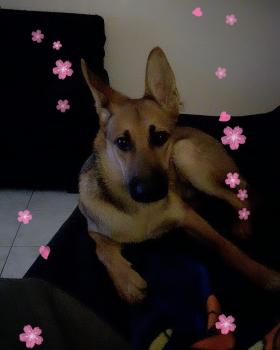 Hadès, Pastor Belga Malinois