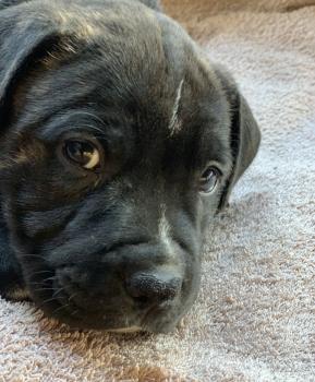 Zeus, Staffordshire Bull Terrier