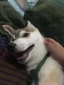 Solstice, Husky Siberien