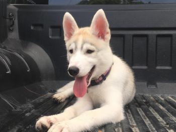 Marshmallow, Husky Siberien