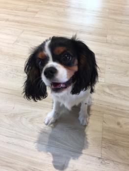 Kali, Cavalier King Charles Spaniel