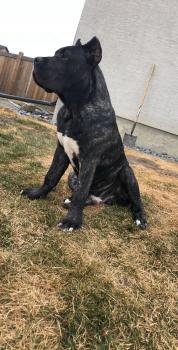 dante, Presa canario