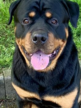 Max, Rottweiler