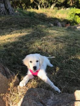 Nora, Golden Retriever