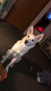 Meechi, Husky Siberiano