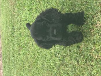 Daisy, Cocker Spaniel