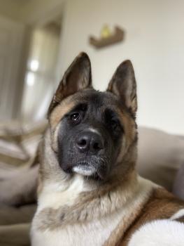 Sasha, Akita Japonés
