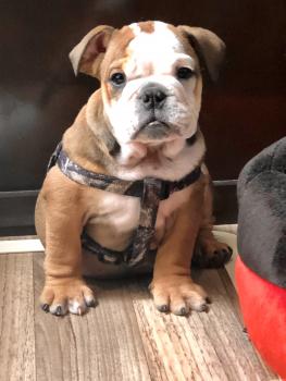 Gunther, Bulldog