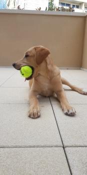 Pablo, Labrador Retriever