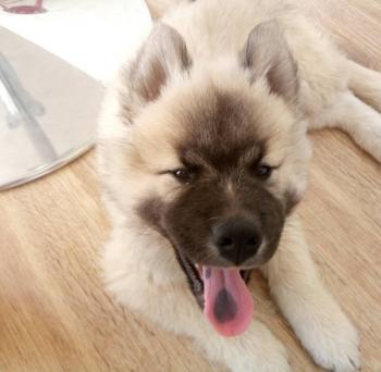 Tao, Eurasier