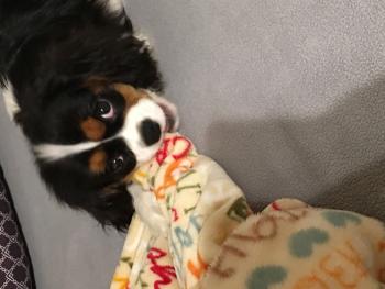 Kara, Cavalier King Charles Spaniel