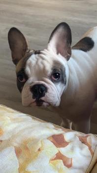 Honey, Bulldog Francés