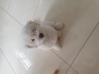Ted, Bichon