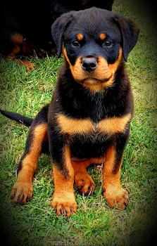 Pandorra, Rottweiler