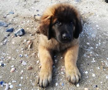 Aslan, Leonberger