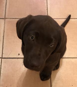Newton, Labrador Retriever
