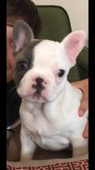 Gia, Bulldog Francés