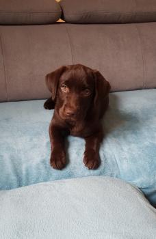 praline, Labrador Retriever