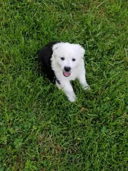 Nellie, Pastor Australiano