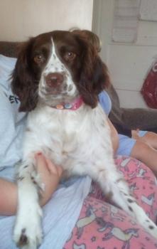 Luna, Springer spaniel inglés