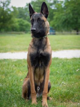 Tsuki, Cane da pastore belga