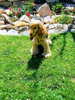 Bouba, Cocker spaniel