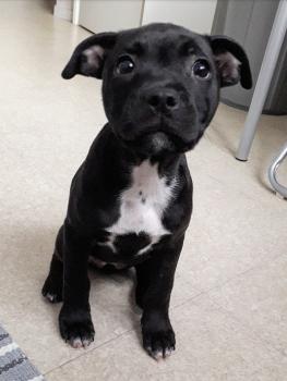 Pepsie, Staffordshire Bull Terrier