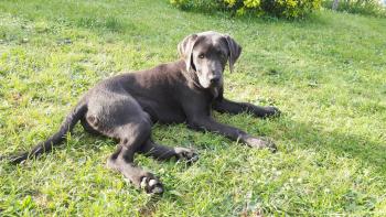 Pablo, Labrador Retriever