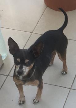 Pepito, Pinscher (Alemán)
