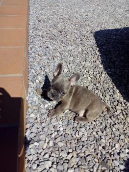 Stitch, Bouledogue Français