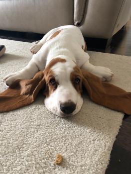 Pickle, Basset Hound