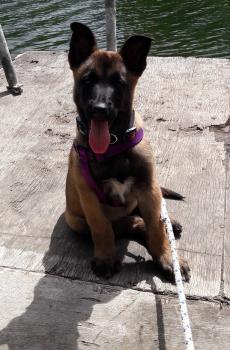 Pakita, Malinois Shepherd Dog