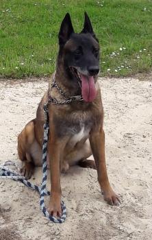 Cougar, Pastor Belga Malinois