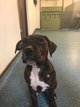 Milo, Staffordshire Bull Terrier