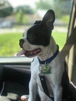 Obi-Wan, Boston Terrier