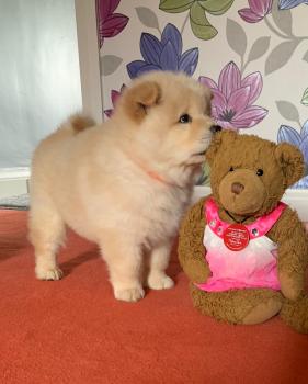 Trevor, Chow Chow