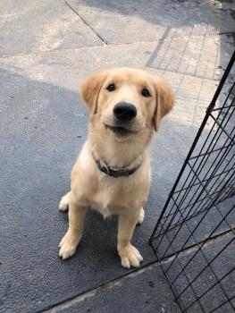 Gaviria Sundance, Golden Retriever