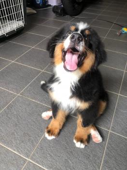 Ava Reykjavik Sundance, Berner Sennenhund