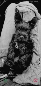 Nelly, Schnauzer Miniatura