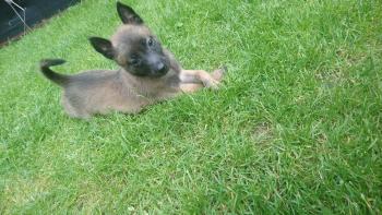 Phoebe, Pastor Belga Malinois