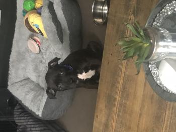Rocco, Staffordshire Bull Terrier