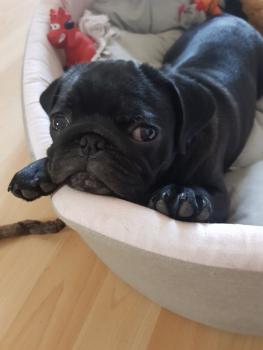 Tina, Carlino