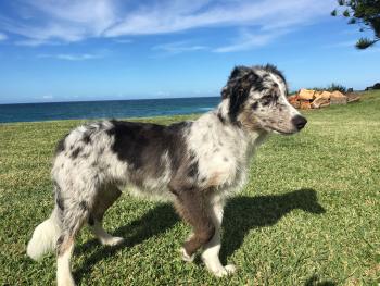 King, Border Collie