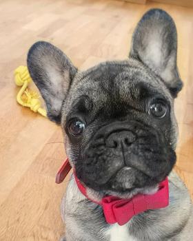 Fidel, Bulldog Francés