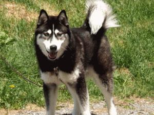 Inuk, Husky Siberiano