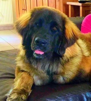 Rhéa Ilia, Leonberg