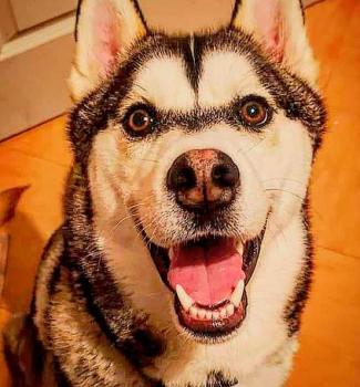 Prince, Husky Siberiano